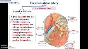 The internal pudendal artery is a branch of the anterior division of the internal iliac artery and the veins drain into the internal iliac vein (netter, 2010). Overview Of Pelvis 3 Vessels Of Pelvis Dr Ahmed Farid Youtube