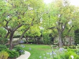 Avocado Trees Avocado Tree Tree Plants