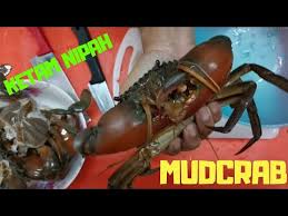 Ketam nipah beza dengan ketam batu pada kakinya. Cara Memotong Menyiang Mematikan Ketam Nipah Youtube