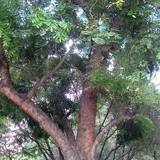 Image result for Dalbergia fischeri