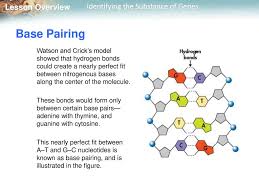 Deoxyribonucleic acid is a molecule composed of two polynucleotide chains that coil around each other to form a double helix carrying genetic instructions for the development, functioning. Lesson Overview 12 2 The Structure Of Dna Ppt Download