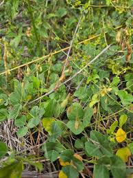 Image result for Rhynchosia