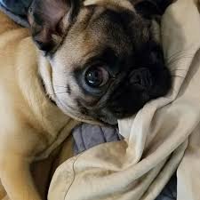 Potato The Pug Lisa Rosselli Arizona Puglife Pug Lisarosselli Pugs Pug Life Cute Animals