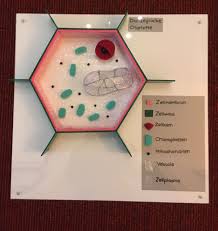 Jetzt pflanzenzelle basteln vorlage from www.biologiebuch.eu. Modell Pflanzenzelle Pflanzenzelle Zellen Zellenmodell