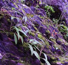 Image result for Eriosema robinsonii