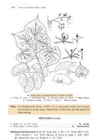 Image result for Hildegardia