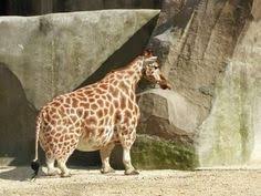 One year after initial presentation, the giraffe had nearly normal cervical rom but continued to have mild thoracolumbar scoliosis. 15 Giraffer Ideer Sota Djur Djur Giraff