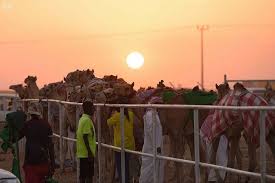 These animals are referred to as oviparous. Camel Racing An Arabian Sport Loved By The Region S People Arab News