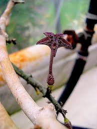 Image result for Ceropegia cimiciodora