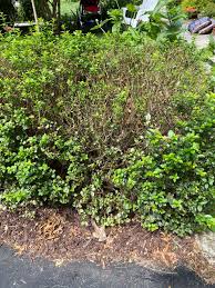 The privet is a shrub from the olive family. Die Back Of Privet Hedge 669224 Ask Extension