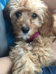 The cavapoo is a small breed resulted from the cross between the cavalier king charles spaniel and the toy poodle. 3 Month Cavapoo Puppy Cavapoo Puppies Cavapoo Puppies