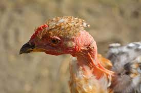 We did not find results for: The Naked Neck Chicken Breed Profile The Happy Chicken Coop