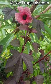 The tree is about 8m tall. Hibiscus Acetosella African Rosemallow Maple Sugar Red Hibiscus Cranberry Shield Gongura Toptropicals Com