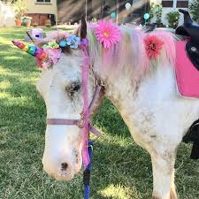 The price does include a small bucket of feed for interacting with the animals. Pony Party Petting Zoo Hulafrog Clearwater Dunedin Fl