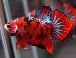 Ikan Cupang Koi Fullblock Betta Ikan Cupang Ikan