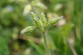 Image result for Cerastium glomeratum