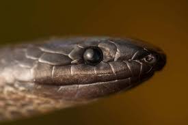 Challenge your friends and try to be the biggest worm in snake.io! A Shadow Snake Has Been Rediscovered In Ecuador After 54 Years New Scientist