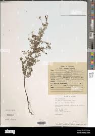 Image result for Indigofera dendroides