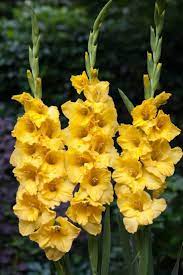 Growing Gladiolus In The Garden Gladiolus Flower Bulbous Plants Gladiolus