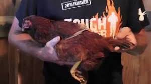 While i am sure we will unfortunately lose some because they are free range, i do like the idea of having a rooster around for a little protection. Differentiating 2 3 Month Old Hens From Roosters Youtube
