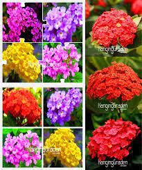 Visit To Buy Big Sale 100 Pcs Pack Multi Color Optional Lantana Camara Seeds Bonsai Flower For Indoor Rooms Seed Advertiseme Bonsai Flower Lantana Flowers