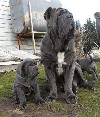Cute Dog Photo Large Dog Breeds Dog Breeds Mastiff Puppies