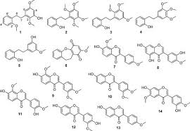 Image result for Baphia massaiensis