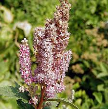 Image result for Spiraea douglasii