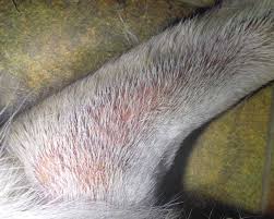 Image result for scabies dogs detail