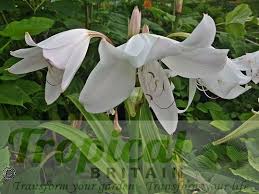 Image result for Crinum harmsii