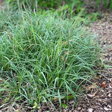 Image result for Carex conferta