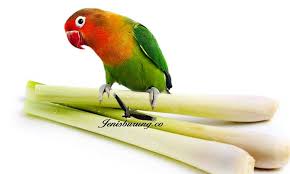 Demikian beberapa ramuan lovebird konslet lengkap dengan cara membuatnya. Ramuan Daun Serai Agar Lovebird Ngekek Panjang Burung Id