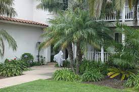 Fertilize 3 times a year. The Pygmy Date Palm Phoenix Roebelenii The Dwarf Date Palm