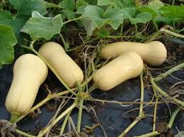Winter squash are slow growing, and are harvested in the late summer through the fall. How To Grow Butternut Squash In Uganda