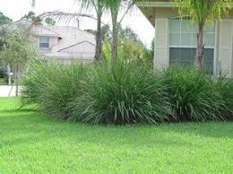Maybe you would like to learn more about one of these? Tripsacum Dactyloides Landscape Plants For South Florida Landscape Ideas Front Yard Curb Appeal Native Landscaping South Florida Landscaping Ideas