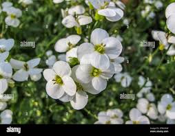 Image result for Arabis alpina