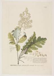 Image result for Bocconia