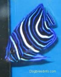 Vídeo em 4k e hd pronto para edição não linear imediata. Blueface Angelfish Saltwater Fish Information And Pictures