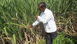 You can also learn more about the pacific madrone research projects led by our program here. Sugarcane Farmers Struggle To Cope With Climate Change India Climate Dialogue