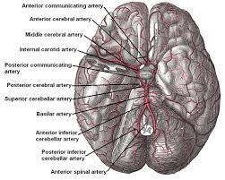 We did not find results for: Anterior Communicating Artery Wikipedia