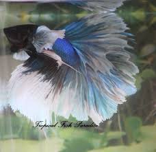 Blue Iridescent Dumbo Big Ear Elephant Ear Halfmoon Hm Imp Male Betta Fish Hmdbl Betta Fish Betta Pet Fish