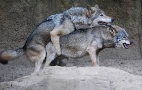 Image result for wolves