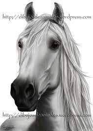Pin En Caballos Hermosos