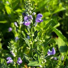 Image result for Scutellaria
