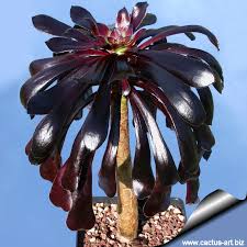 Brought to you by highlands garden center in centennial, colorado. Aeonium Arboreum Var Atropurpureum Zwartkop Schwarzkopf
