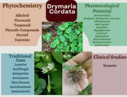 Image result for Drymaria