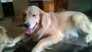 Sm Frye Goldens Home Facebook