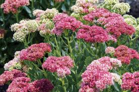 Image result for Sedum