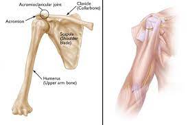 Shoulder anatomy for yoga teachers: Scapular Shoulder Blade Problems And Disorders Orthoinfo Aaos