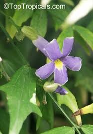 Image result for Thunbergia kirkiana